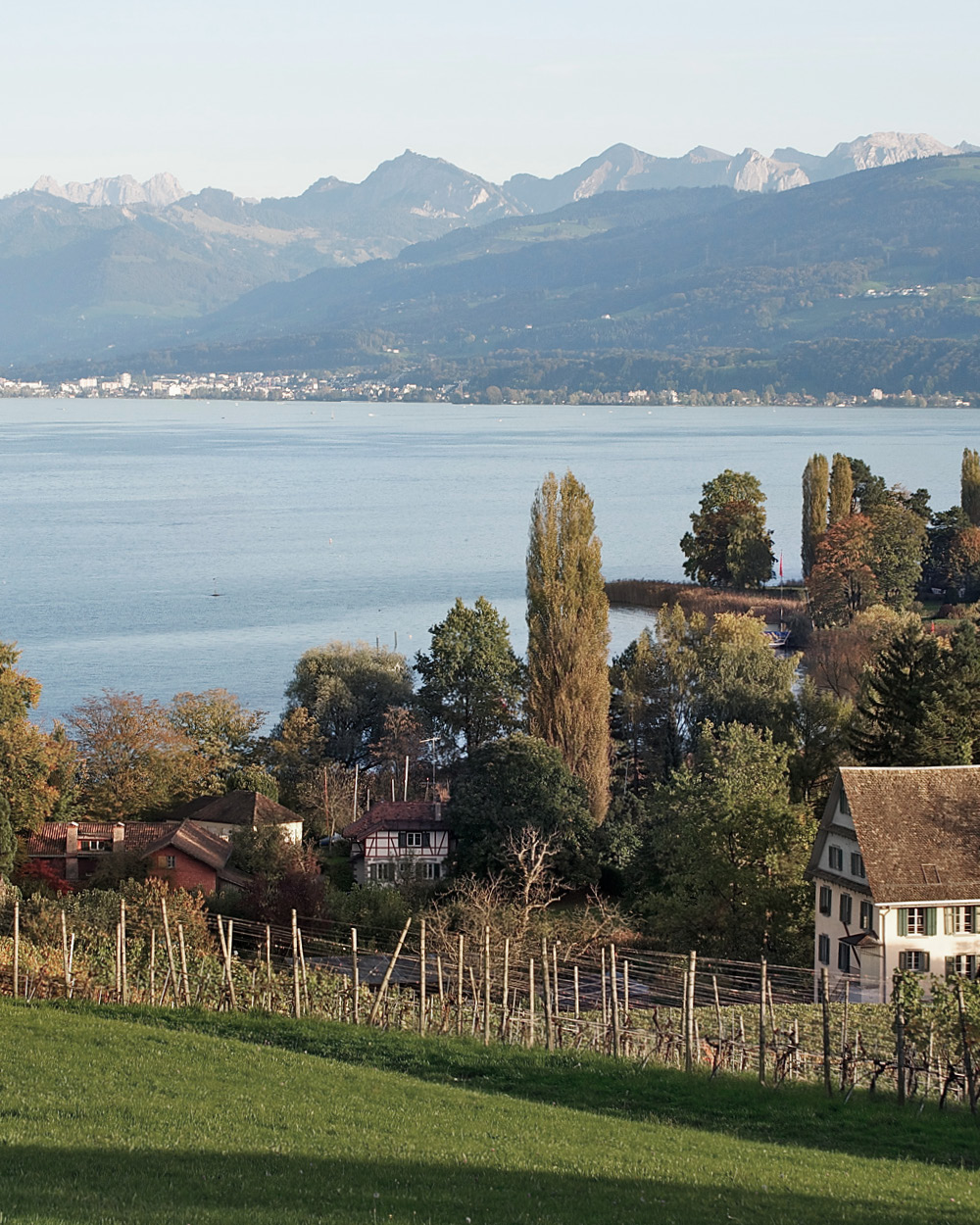 Terroir Zürisee View from vineyard to the lake of Zurich