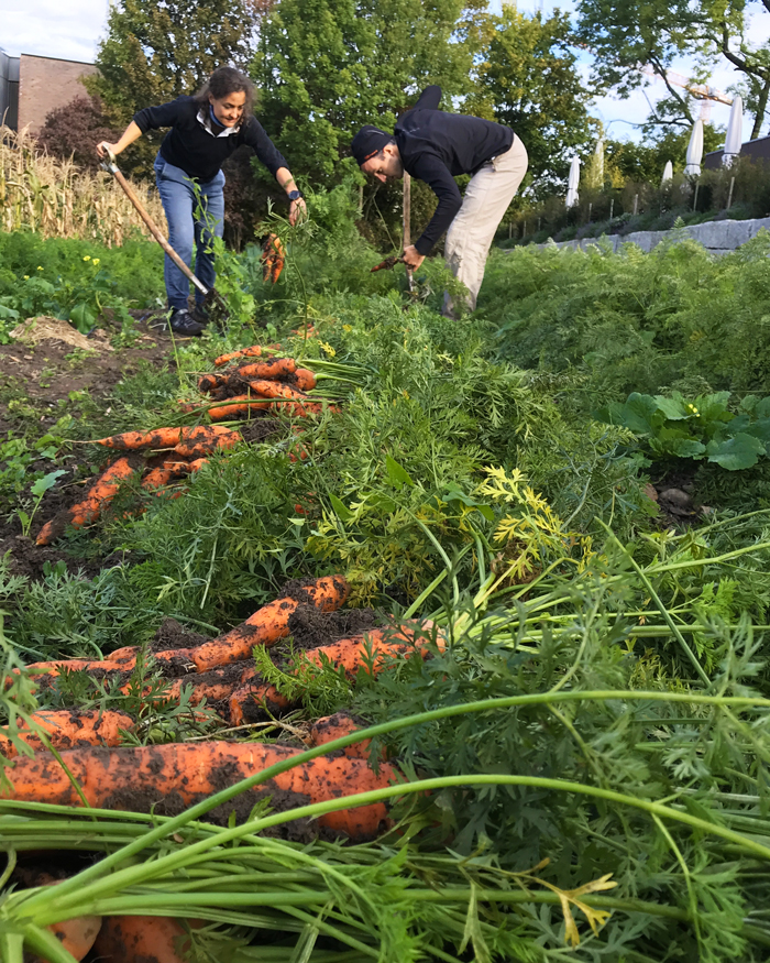 Pura Verdura Carrot field